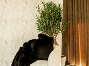 Bed Throw- Crofton Black (3m x 140cm)